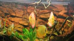 Besatz im Aquarium Diskusdream
