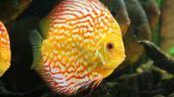 pigeon blood männchen