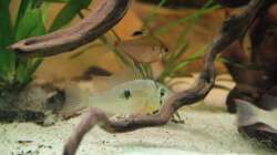 bolivianischer Schmetterlingsbuntbarsch =)