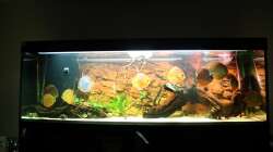 Besatz im Aquarium Diskusdream