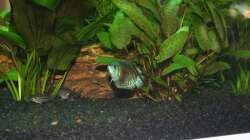 Besatz im Aquarium Lido 120