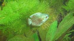 Colisa Labiosa
