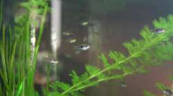 Besatz im Aquarium Lido 120