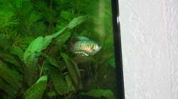 Besatz im Aquarium Lido 120