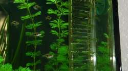 Besatz im Aquarium Lido 120