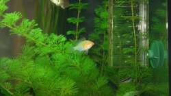 Besatz im Aquarium Lido 120