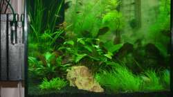 Dekoration im Aquarium Lido 120