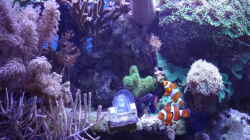 Aquarium Becken 25777