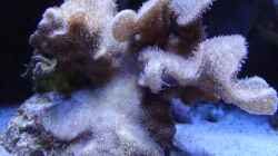 Decusatta, eine pelzige Koralle