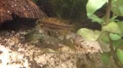 Besatz im Aquarium 200l Südamerika