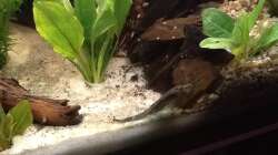 Besatz im Aquarium 200l Südamerika