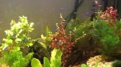 Besatz im Aquarium 200l Südamerika