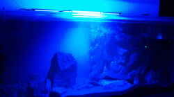 Aquarium Blauer Felsen