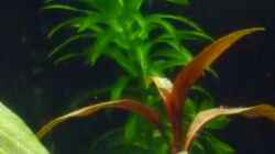 Pflanzen im Aquarium Mein Juwel aus Rio