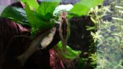 Pflanzen im Aquarium Mein erstes Gesellschaftsbecken