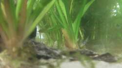 Breitblättriges Pfeilkraut