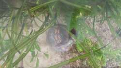 linke Seite von oben