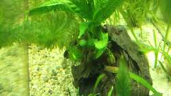 Guter Wchstum vom Javafarn