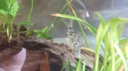 Besatz im Aquarium GreenWorld