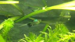 Platy-Weibchen blau schimmernd
