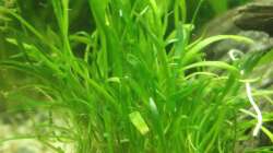 Brasilianische Graspflanze