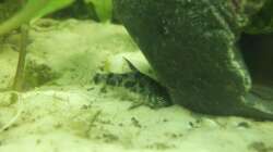 Besatz im Aquarium GreenWorld