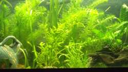 Becken nach Neueinrichtung 02. 03. 2013 - es ist alles noch dichter geworden und