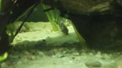 Besatz im Aquarium GreenWorld