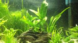 Marokienwurzel mit Javafarn