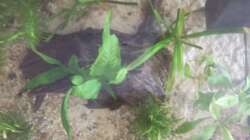 rechte Seite mit Wurzel von oben