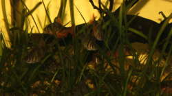 Die Puntius im Gewirr der Pflanzen