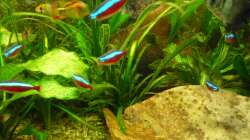 Besatz im Aquarium Gesellschaftsbecken