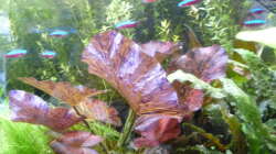 Pflanzen im Aquarium Gesellschaftsbecken