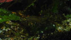 Besatz im Aquarium Gesellschaftsbecken