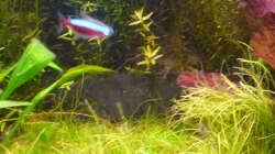 Dekoration im Aquarium Gesellschaftsbecken