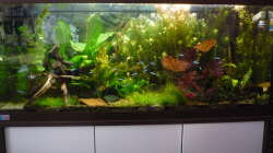 Aquarium Gesellschaftsbecken