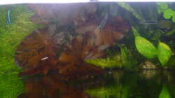 Aquarium Gesellschaftsbecken