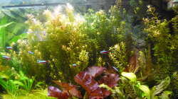 Pflanzen im Aquarium Gesellschaftsbecken