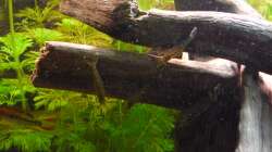 Besatz im Aquarium Gesellschaftsbecken