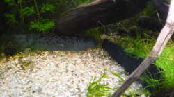 Dekoration im Aquarium Gesellschaftsbecken