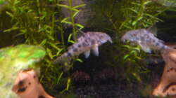 Besatz im Aquarium Gesellschaftsbecken