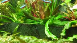 Pflanzen im Aquarium Gesellschaftsbecken