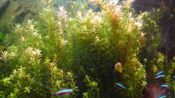 Aquarium Gesellschaftsbecken