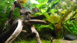 Dekoration im Aquarium Gesellschaftsbecken