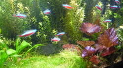 Besatz im Aquarium Gesellschaftsbecken