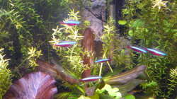 Besatz im Aquarium Gesellschaftsbecken