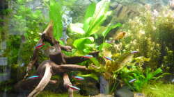 Dekoration im Aquarium Gesellschaftsbecken