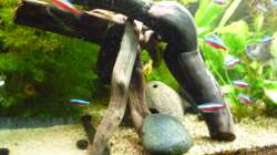 Dekoration im Aquarium Gesellschaftsbecken