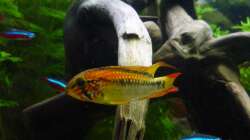 Besatz im Aquarium Gesellschaftsbecken