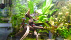 Dekoration im Aquarium Gesellschaftsbecken